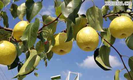 安徽普洱茶葉 品味徽風皖韻中的別樣陳香